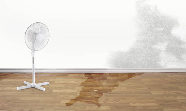Best Professional water damage repair  in Denver, PA